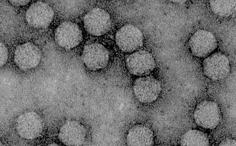 Представитель Семейства Pospiviroidae